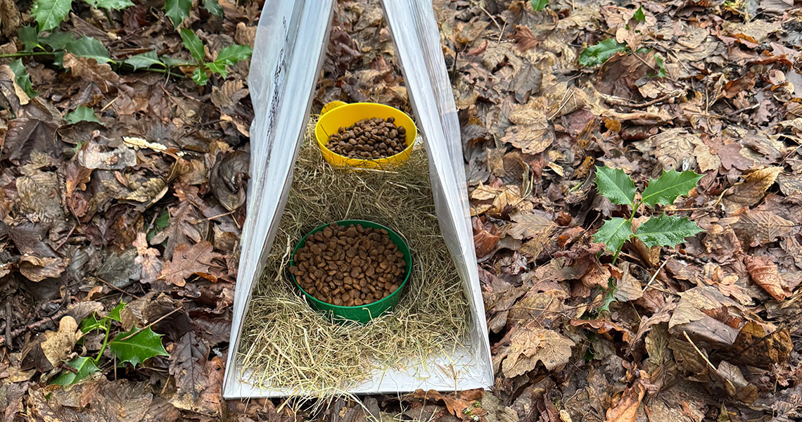 Nachhaltigkeit erleben: Klasse 6a baut Igel-Futterstationen